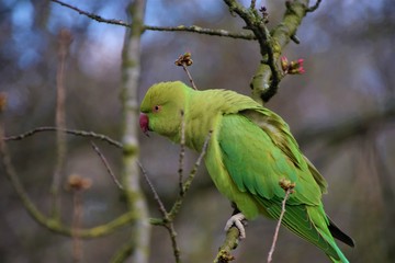 Green parakeet on tree branch