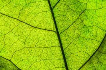 Bodhi leaf macro pattern of green,Poland, Leaf, Textured, Textured Effect, Full Frame