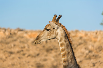 Giraffe in Kalahari desert