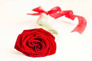 One beautiful vivid red color rose,on the white surface with copy space.Valentine's Day or any special day.