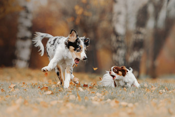 two funny dogs playing and barking together outdoors