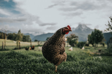 Huhn auf Bauernhof 