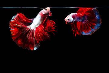 Fototapeta premium Siamese Fighting Fish: The Beauty of Siam Photography, Photos Capture the moving moment of siamese fighting fish, Two betta fish isolated on black background 