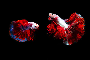 Obraz premium Siamese Fighting Fish: The Beauty of Siam Photography, Photos Capture the moving moment of siamese fighting fish, Two betta fish isolated on black background 