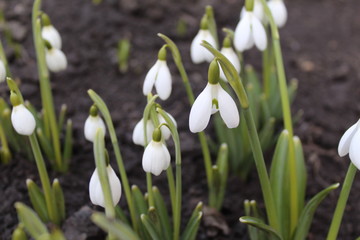 snowdrops in the snow
