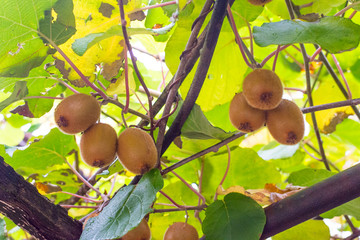 Kiwi fruit ripening on a tree with leaves in the background, trento in italy