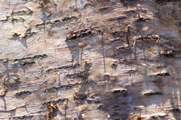 Weiße Baumrinde einer alten Birke bildet einen schönen natürlichen und ökologisch nachhaltigen Hintergrund für Umweltthemen und alles rund um Forstwirtschaft, Holzverarbeitung und Holzveredelung