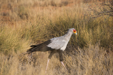 Birds of Kalahari