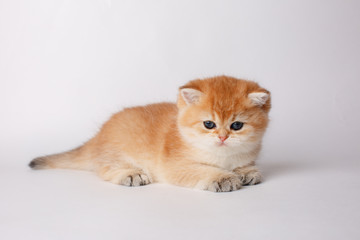 cute little ginger kitten  on a white background, cute pets concept