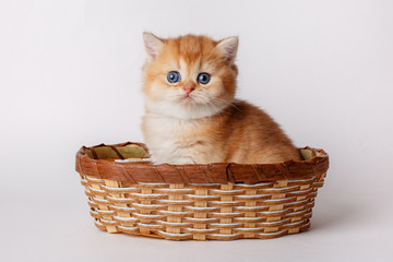 Fototapeta na wymiar cute little ginger kitten in a basket on a white background, cute pets concept