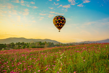 Hot air balloon over cosmos flowers with blue sky 