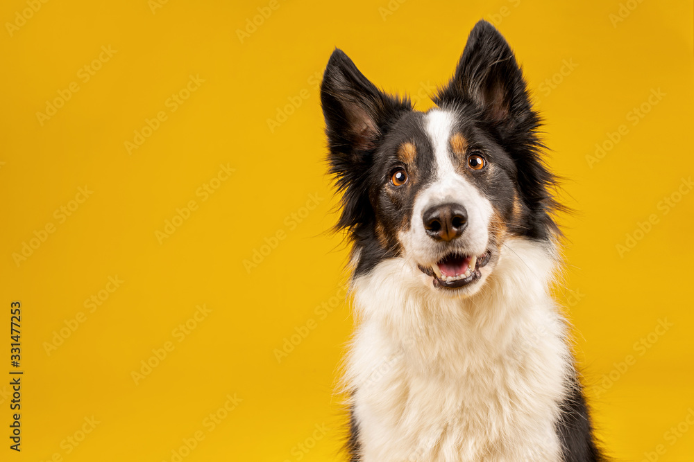 Wall mural happy black tri border collie portrait on yellow background