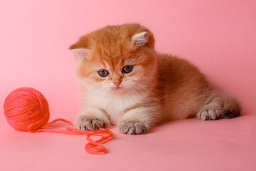 kitten Golden chinchilla British on a pink background with a ball