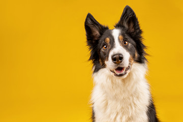 Happy black tri border collie portrait on yellow background - Powered by Adobe