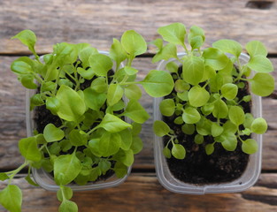Young petunia seedling plants growing in the springtime.