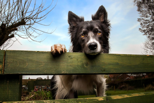 Black and white border collie dog waits for instruction over fence rail in contrast-rich outdoor scene