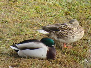Beautiful Colorful birds great swimmers and fishers on the river