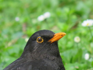 Fototapeta premium Beautiful bird in the grass, enjoying the sunshine