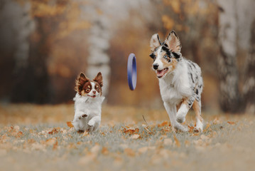 border collie puppy and chihuahua dog playing together outdoors