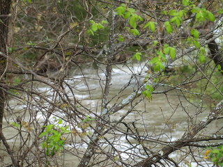 Tree on  Spillway  Chanel to Tital Pool