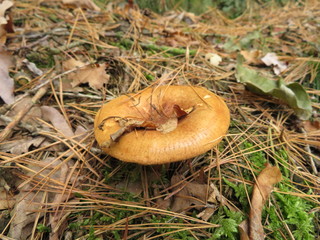 Beautiful mushrooms in the forest very tasty and intense color
