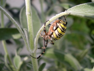 spider on a flower