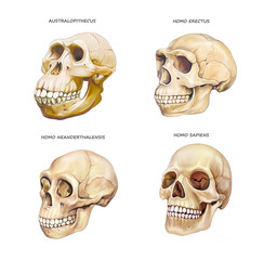 human skull evolution - obrazy, fototapety, plakaty