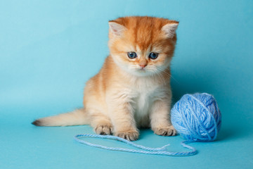 Naklejka premium kitten Golden chinchilla on a blue background with a ball
