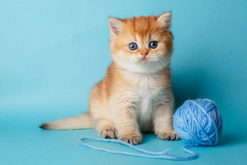 Fototapeta na wymiar cute kitten Golden chinchilla sitting on a blue background with ball of thread. the concept of cute, funny pets