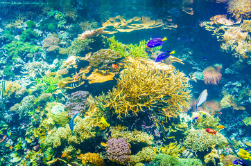 Naklejka na ściany i meble Tropical fish in a sea aquarium in the sea in blue optics