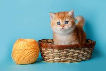 Fototapeta na wymiar cute little red kitten in a basket with a ball of thread on a blue background, the concept of cute pets