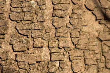 Rauhe Baumrinde bildet einen schönen natürlichen und ökologisch nachhaltigen Hintergrund für Umweltthemen und alles rund um Forstwirtschaft, Holzverarbeitung und Holzveredelung