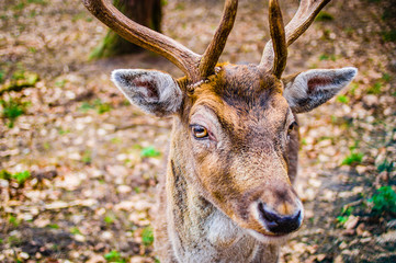 Young deer with antlers and macro