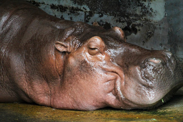 The hippopotamus rest and sleep in farm at thailand