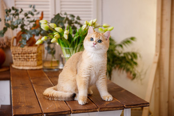 kitten on table  kitchen with flowers