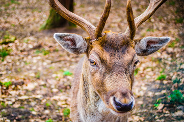 Young deer with antlers and macro