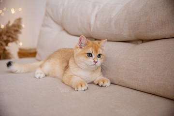 British Golden chinchilla cat sitting on the sofa