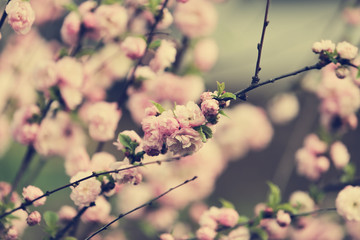 Spring. Flowering trees. Almond.