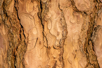 Rauhe Baumrinde bildet einen schönen natürlichen und ökologisch nachhaltigen Hintergrund für Umweltthemen und alles rund um Forstwirtschaft, Holzverarbeitung und Holzveredelung