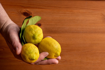 Hands picking lemons with green leaves on wooden background.