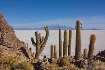 giant cacti on Incahuasi island against the background of the Uyuni salt marsh (Salar de Uyuni)  in Bolivia