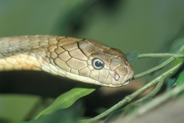 Close up head king cobra is dangerous snake at garden thailand