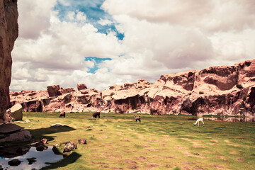 landscape whit lamas