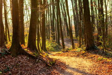 Frühlingshafter Wald in der Abendsonne mit buntem Laub auf dem Waldboden lädt zum Wandern und Spaziergang mit der Familie auf Waldwegen und natürlichen Pfaden ein, baut Stress ab für Gesundheit