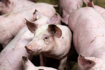 Group of pigs in a farm