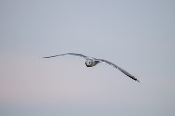 Free flying seagull on the beach