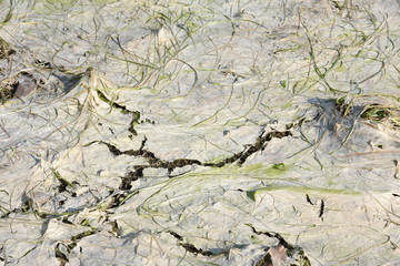 secheresse sec herbe eau etang asseché planete environnement