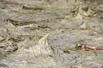 secheresse sec herbe eau etang asseché planete environnement