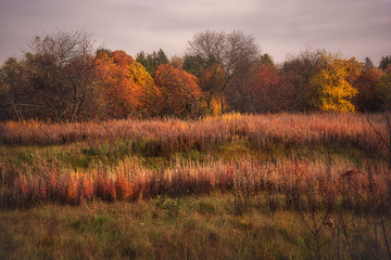 Field with dry grass in the fall. Golden autumn. In the background is an autumn forest.