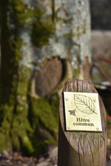 bois foret arbre racine hetre